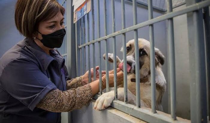 Morelia: concursan por recursos para remodelar centros de atención animal