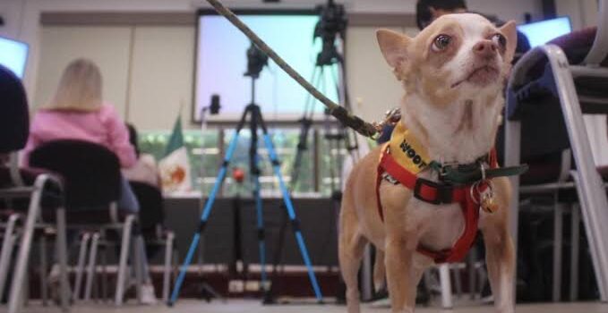 Anuncian segunda caminata canina por los derechos de los animales en Morelia