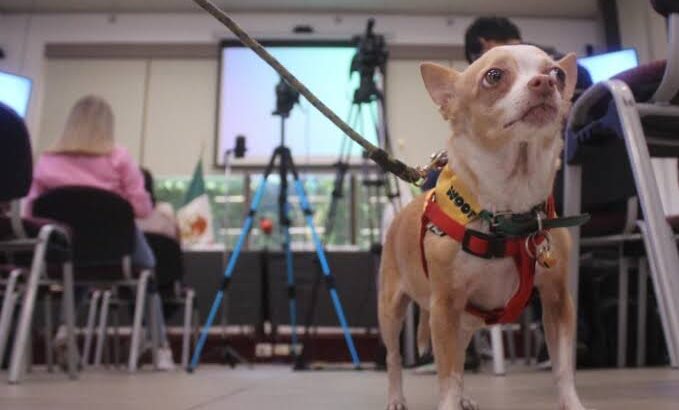 Anuncian segunda caminata canina por los derechos de los animales en Morelia