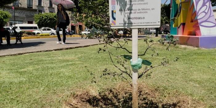 Sin resultados visibles, programa de rescate de zapote prieto en Morelia