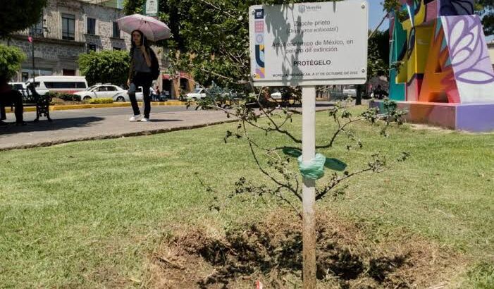 Sin resultados visibles, programa de rescate de zapote prieto en Morelia