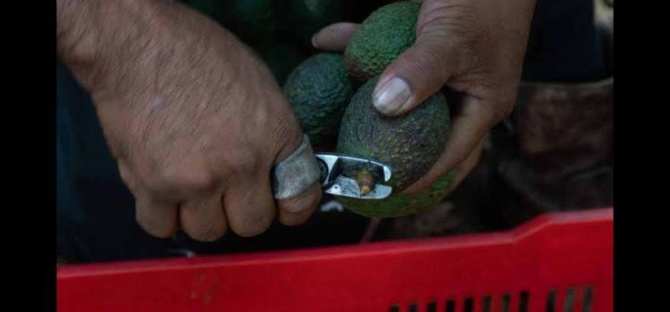 Restablecen al 100 por ciento exportación de aguacate en Michoacán