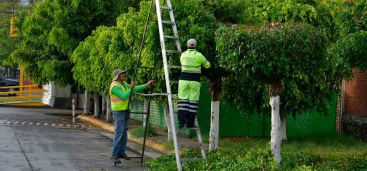 Podarán el 30% del arbolado intraurbano en Morelia para eliminar plagas