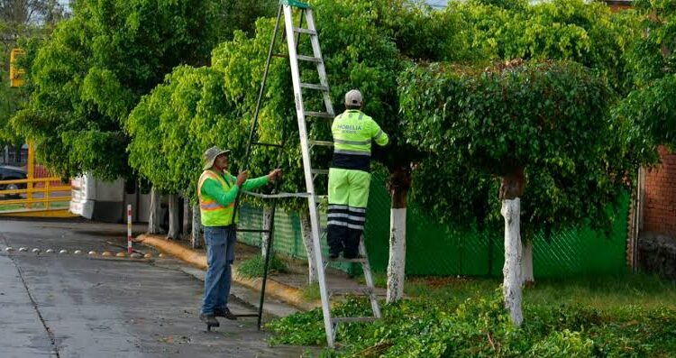 Podarán el 30% del arbolado intraurbano en Morelia para eliminar plagas