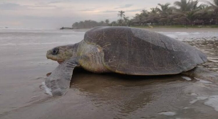 Lanza Michoacán programa de protección de tortugas marinas