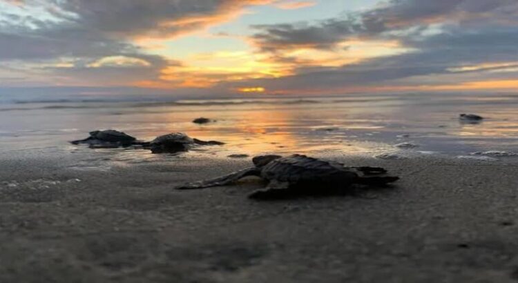 Michoacán anuncia liberación de dos millones de tortugas marinas