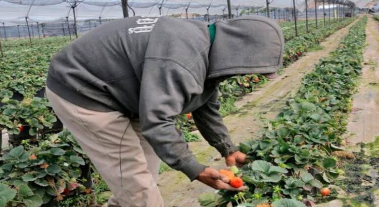 Michoacán, primer lugar nacional en exportaciones agrícolas