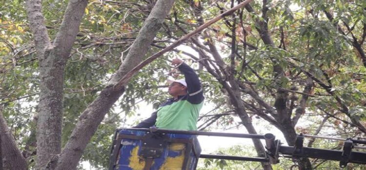 Por plagas se han podado más de 3 mil árboles en Morelia