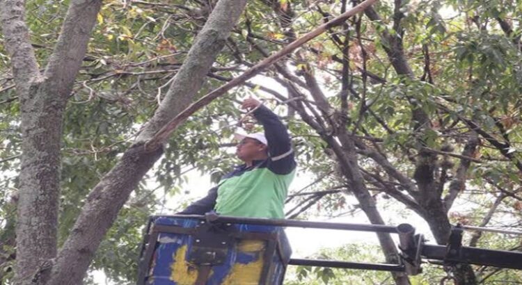 Por plagas se han podado más de 3 mil árboles en Morelia