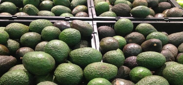 Aguacate rebasa la barrera de los 100 pesos por kilo en Michoacán