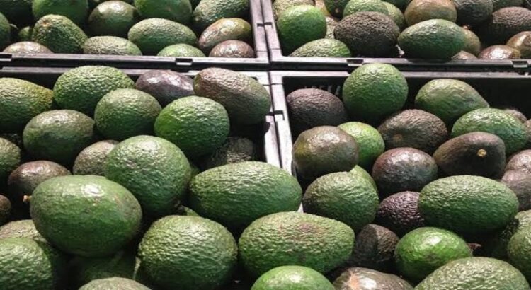 Aguacate rebasa la barrera de los 100 pesos por kilo en Michoacán