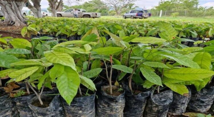 Michoacán tiene las condiciones idóneas para la producción de cacao