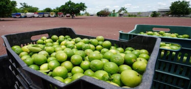 Limoneros retoman actividades en Michoacán