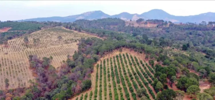 Más de 800 huertas de aguacate en Michoacán, sin permiso de uso de suelo