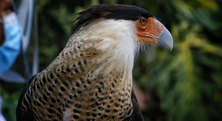 Aves e iguanas saturan el Zoológico de Morelia