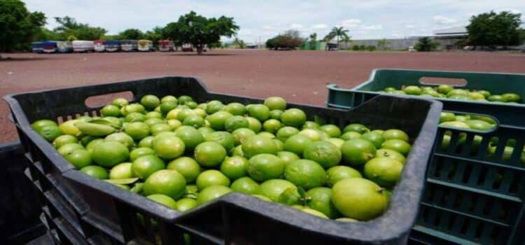 Toman medidas para frenar extorsiones a limoneros de Michoacán