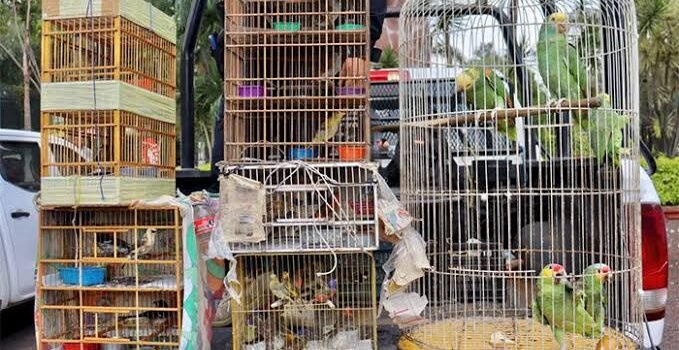 Zoológico de Morelia saturado por aves y reptiles decomisados por Profepa