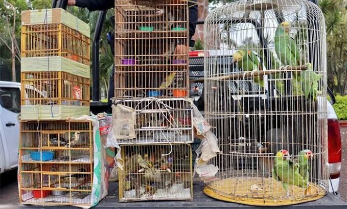 Zoológico de Morelia saturado por aves y reptiles decomisados por Profepa