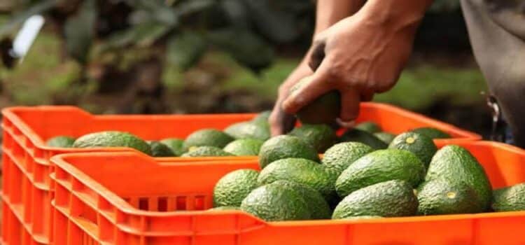 EU asesora a Michoacán en cultivo y certificación de aguacate de exportación