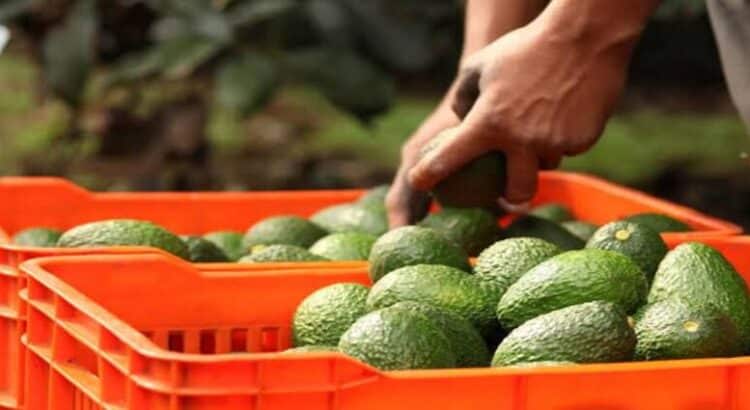 EU asesora a Michoacán en cultivo y certificación de aguacate de exportación