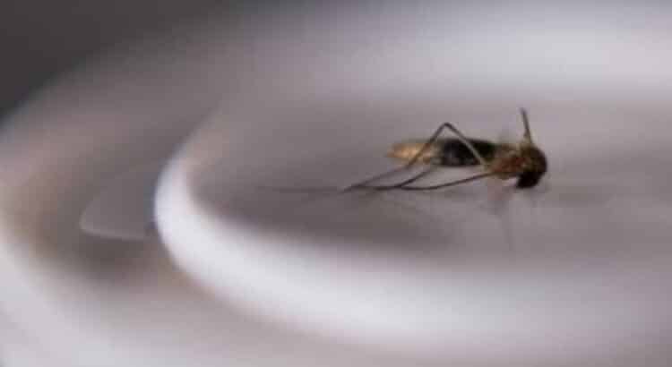 Disminuye incidencia de dengue en Michoacán