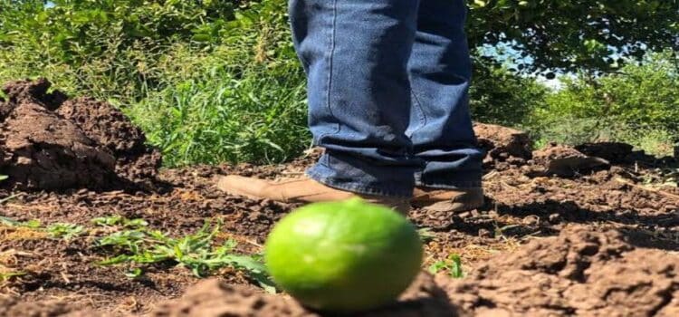 Cártel quema huerto de limón en Michoacán; productores huyen