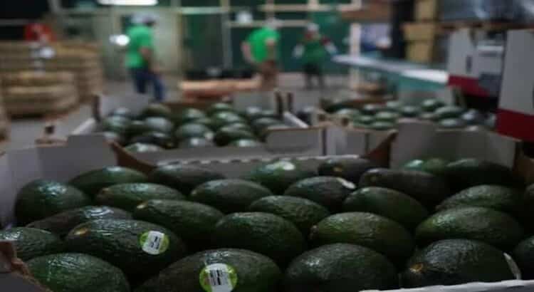 Aplicarán certificación del aguacate a empacadoras de Michoacán