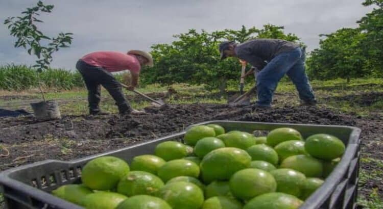 740 uniformados protegen a limoneros de Michoacán