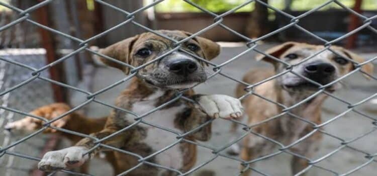 En Michoacán, 7 de cada 10 animales de compañía sufren maltrato animal