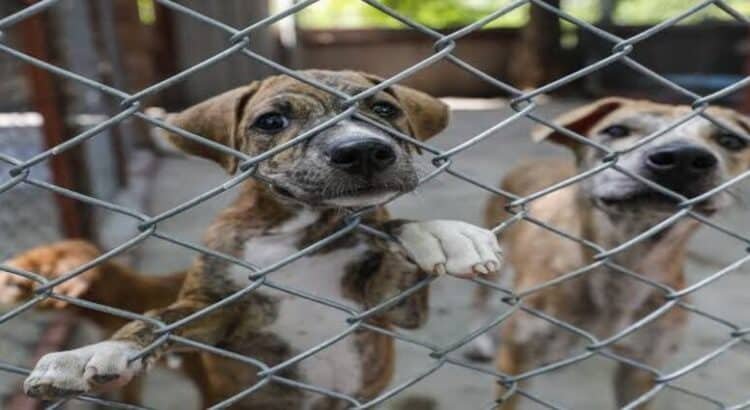 En Michoacán, 7 de cada 10 animales de compañía sufren maltrato animal