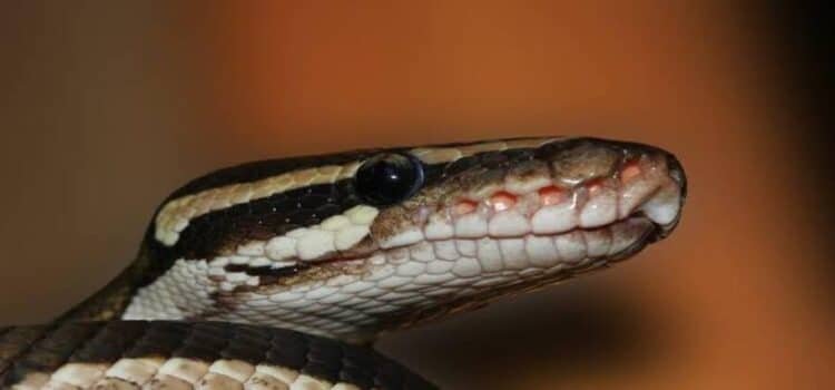 Descubren en Michoacán serpiente única en el mundo; está en riesgo crítico