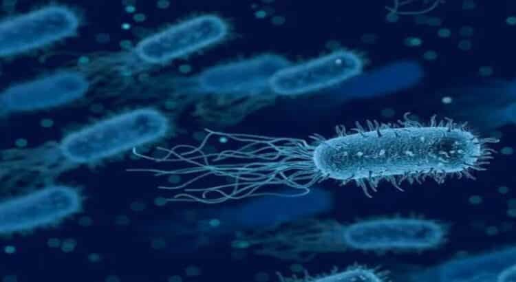 Ahora detectan casos de la bacteria Klebsiella oxytoca en Michoacán y Guanajuato