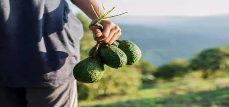 Más de 100 productores michoacanos buscan certificar su aguacate en 2025