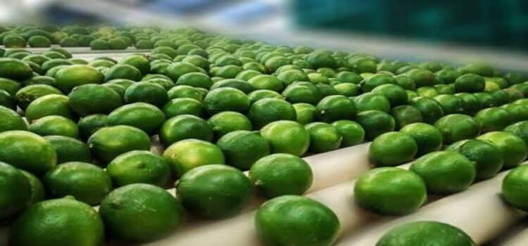 Precio bajo del limón castiga a productores de Michoacán
