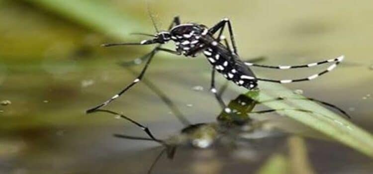 Acumula Michoacán 36 defunciones y 6 mil 442 casos de dengueAcumula Michoacán 36 defunciones y 6 mil 442 casos de dengue