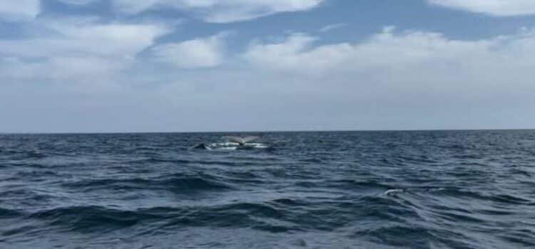 Llegan ballenas a costas de Michoacán