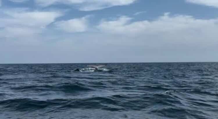 Llegan ballenas a costas de Michoacán