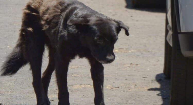 En Navidad, se registran dos casos de crueldad animal en Michoacán