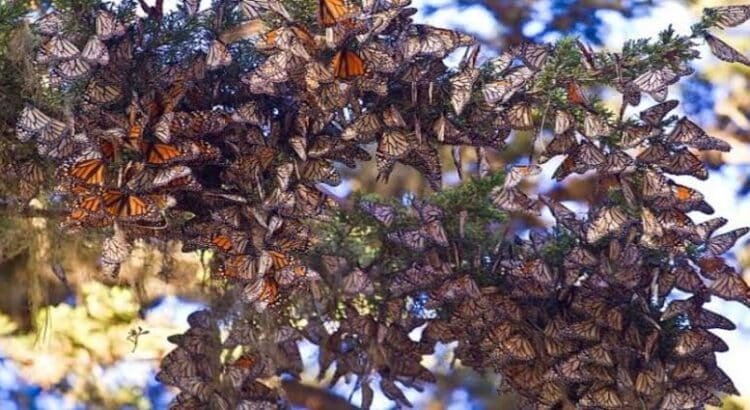Millones de mariposas monarca reciben a turistas en Michoacán