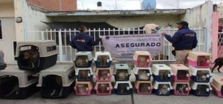 Rescatan a 29 perros víctimas de maltrato en Michoacán
