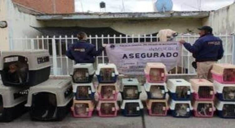 Rescatan a 29 perros víctimas de maltrato en Michoacán