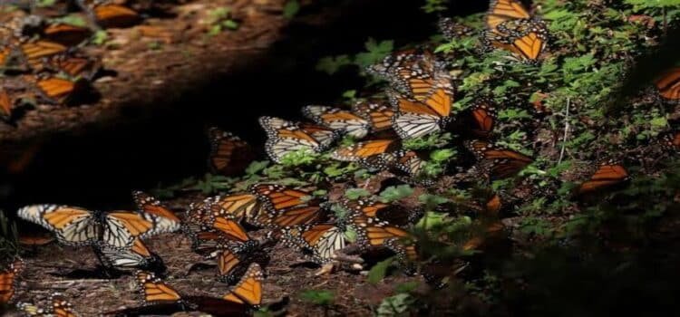 Aumenta población de mariposas monarcas en santuarios de Michoacán