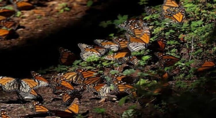 Aumenta población de mariposas monarcas en santuarios de Michoacán