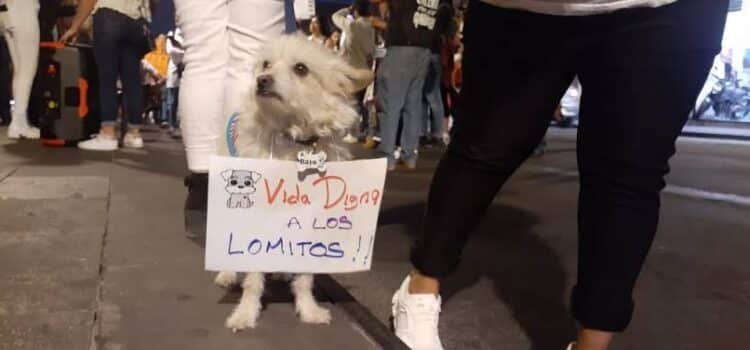 Marcharán en Morelia contra el maltrato animal