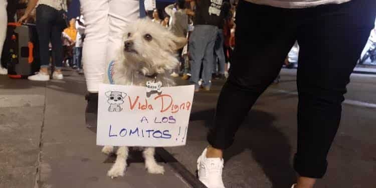 Marcharán en Morelia contra el maltrato animal