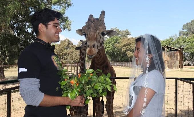 Con jirafas como testigos, podrás casarte este 14 de febrero en el zoo de Morelia