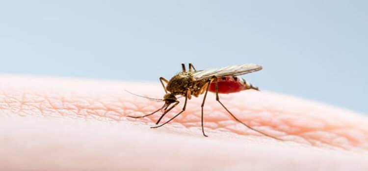 Recomendaciones para prevenir el dengue