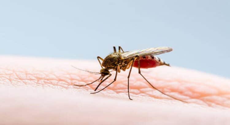 Recomendaciones para prevenir el dengue