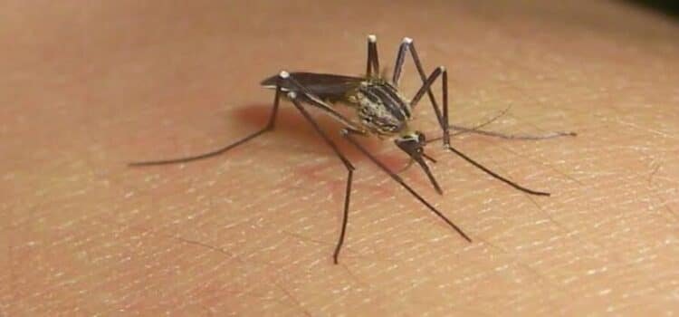 Michoacán enfrenta el impacto del dengue: 37 muertes confirmadas