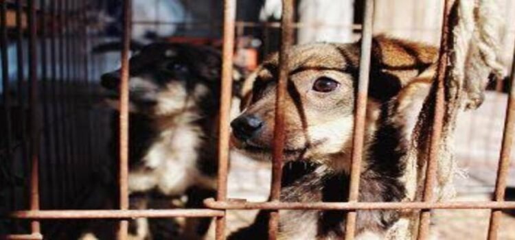 Alistan iniciativa en Michoacán para endurecer penas contra crueldad animal Alistan iniciativa en Michoacán para endurecer penas contra crueldad animal